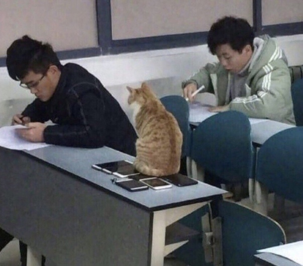 Assistant teacher makes sure you don't cheat - cat, Catomafia, Cheating, Crib