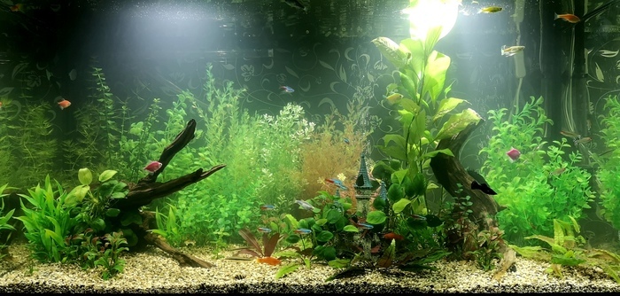 Aquarium with artificial plants 2 months later - My, Aquarium, The photo, Aquarium fish, Longpost, cat