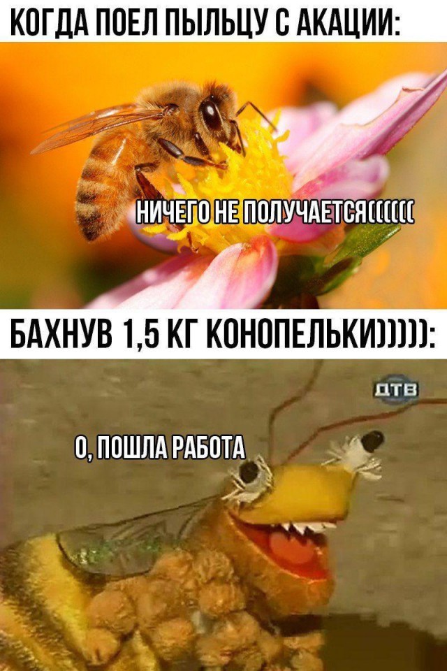 Near Nikolaev, the dealer convinced the police that he was feeding marijuana bees for delicious honey - Society, Russia, Nikolaev, Marijuana, Bees, Honey, Dealer, Police