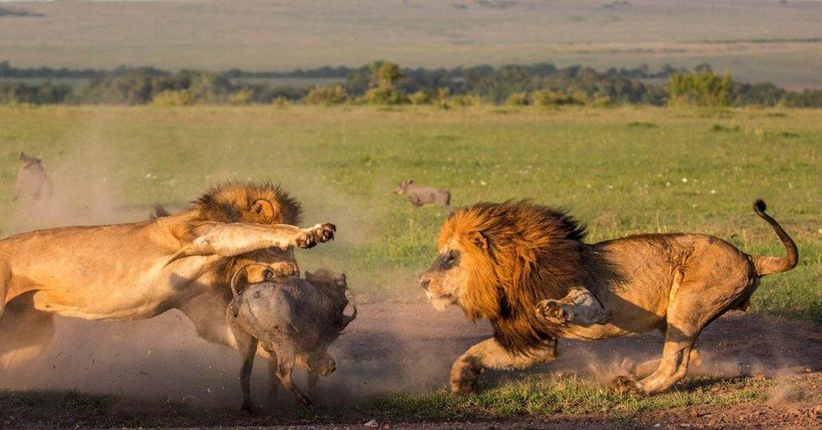 Chase animals. Лев бежит. Львы в саванне.