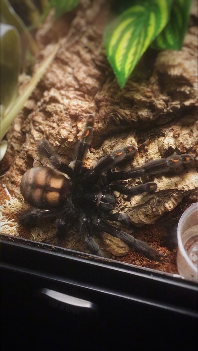 Spider world (part 3) - My, Spider, Bird spiders, Arachnophobia, Nature, Exotic, Hobby, Milota, Arthropods, GIF, Longpost