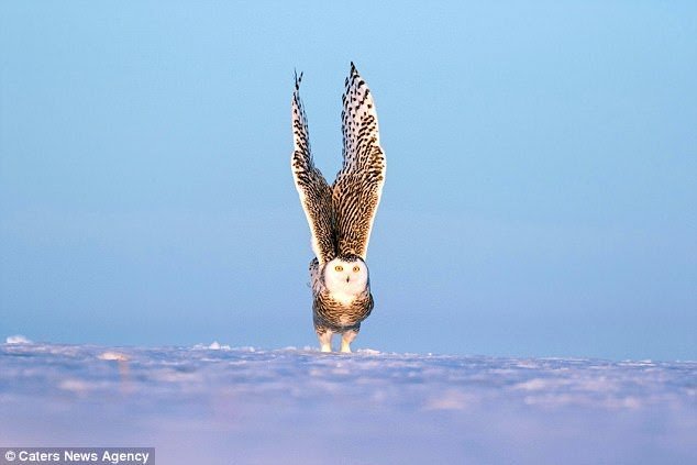 Unusual pictures of an owl - Owl, The photo, Birds, Snow