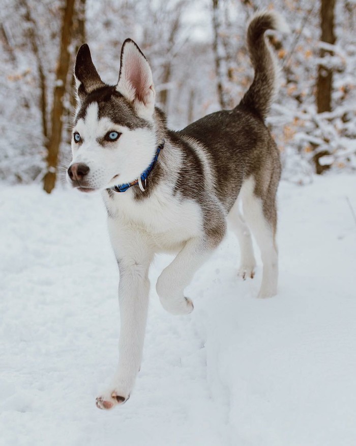 Husky beautiful - Husky, The photo, Animals, Longpost