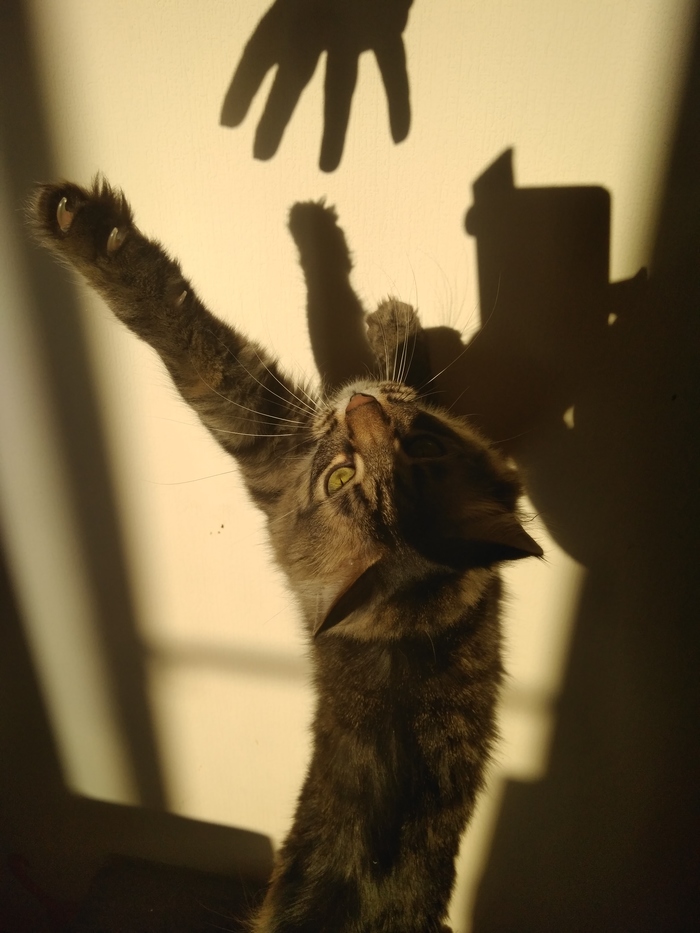 Shadow play - My, cat, Catomafia