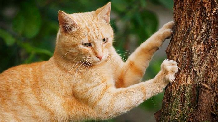 State Duma deputies asked to introduce a ban on declawing cats - Moscow City Duma, Deputies, Initiative, State Duma, Claws, cat, Ban, Law