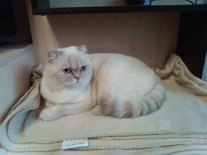 Darushka plush - My, , cat, , Scottish lop-eared