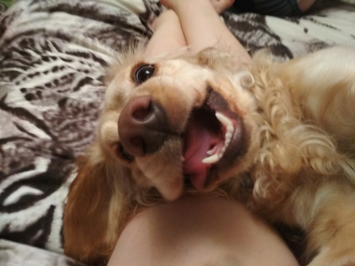 Crazy life is easy! - My, Dog, Cocker Spaniel