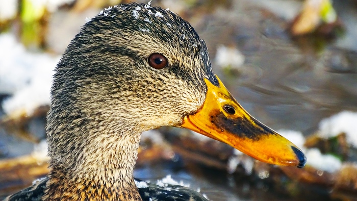 I am a duck. I'm in a puddle - Ornithology, My, Duck, Mallard duck