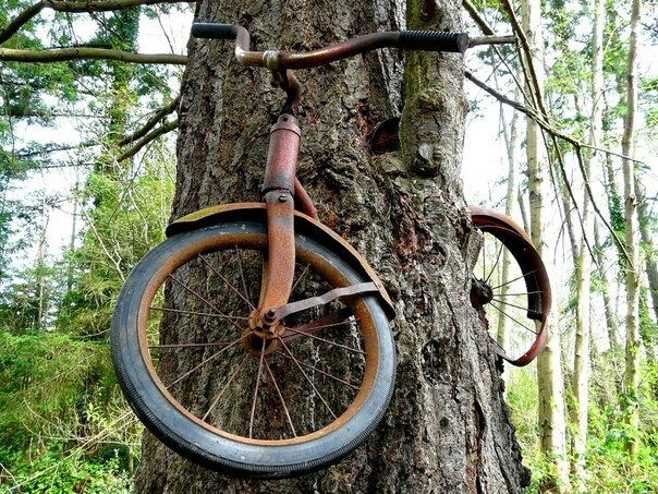 Legend has it that this bike has been tied to a tree since 1914. It is now a popular attraction on Vashon Island in Washington state. - A bike, Tree