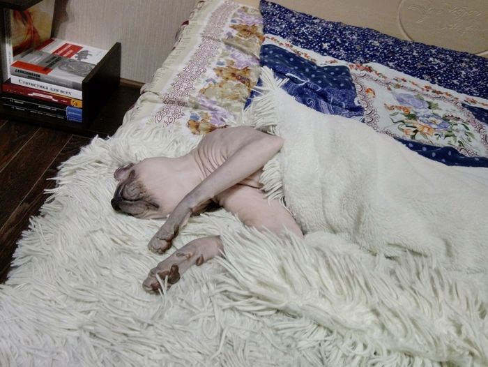 что делать если кошка ходит в туалет в ванну. Смотреть фото что делать если кошка ходит в туалет в ванну. Смотреть картинку что делать если кошка ходит в туалет в ванну. Картинка про что делать если кошка ходит в туалет в ванну. Фото что делать если кошка ходит в туалет в ванну