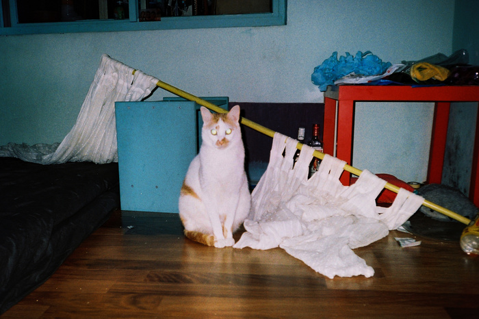 Animalistic - cat, Curtain