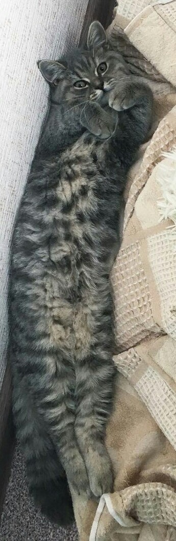 A long cat named Plyushka. - My, cat, Catomafia