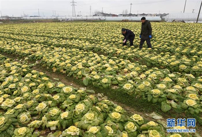 Cabbage in the form of rosebuds from China! - China, The photo, Longpost, Cabbage