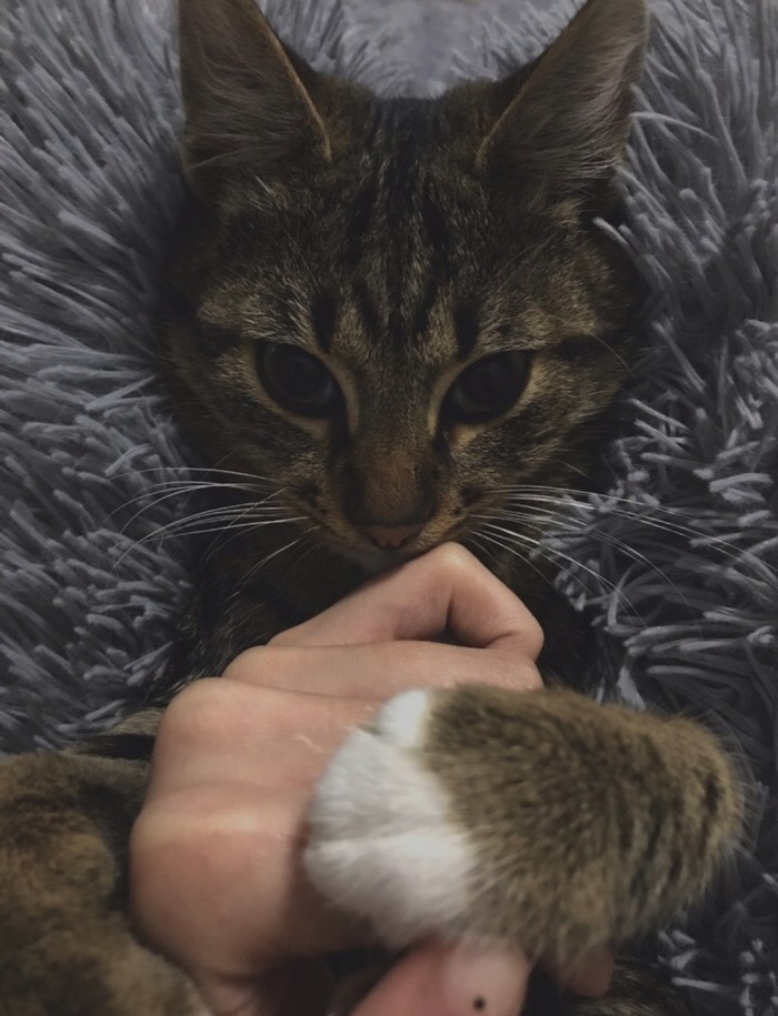 Milash - cat, Cat family, Affection, Pets