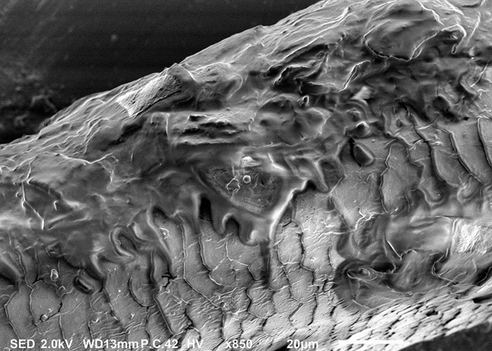 Обычные вещи под микроскопом. Длиннопост, Интересное, Как это развидеть, Микроскоп