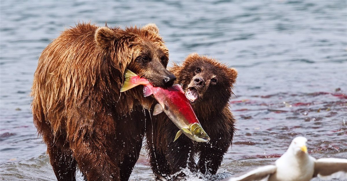 Приколы русских животных. Медведь ловит рыбу. Медведь на рыбалке. Медведь с рыбой. Медведь-Рыбак.