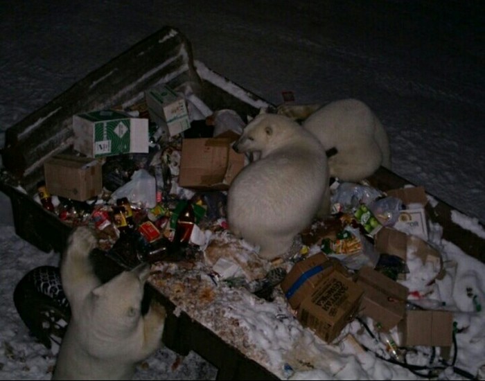 «Не медведей стало больше, а гаджетов»: московский эксперт — о реальных причинах ЧС на Новой Земле