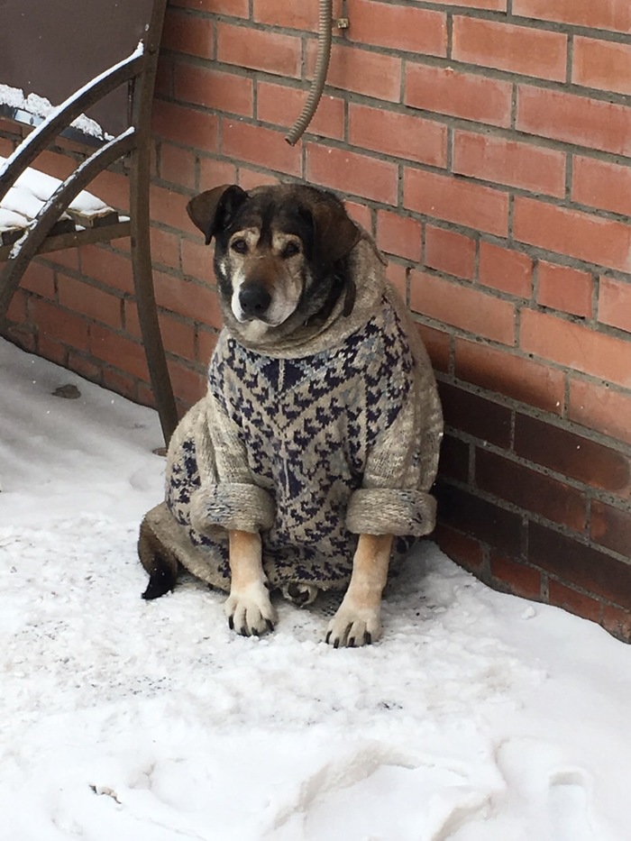 watchman - My, Dog, Pullover, Snow, 