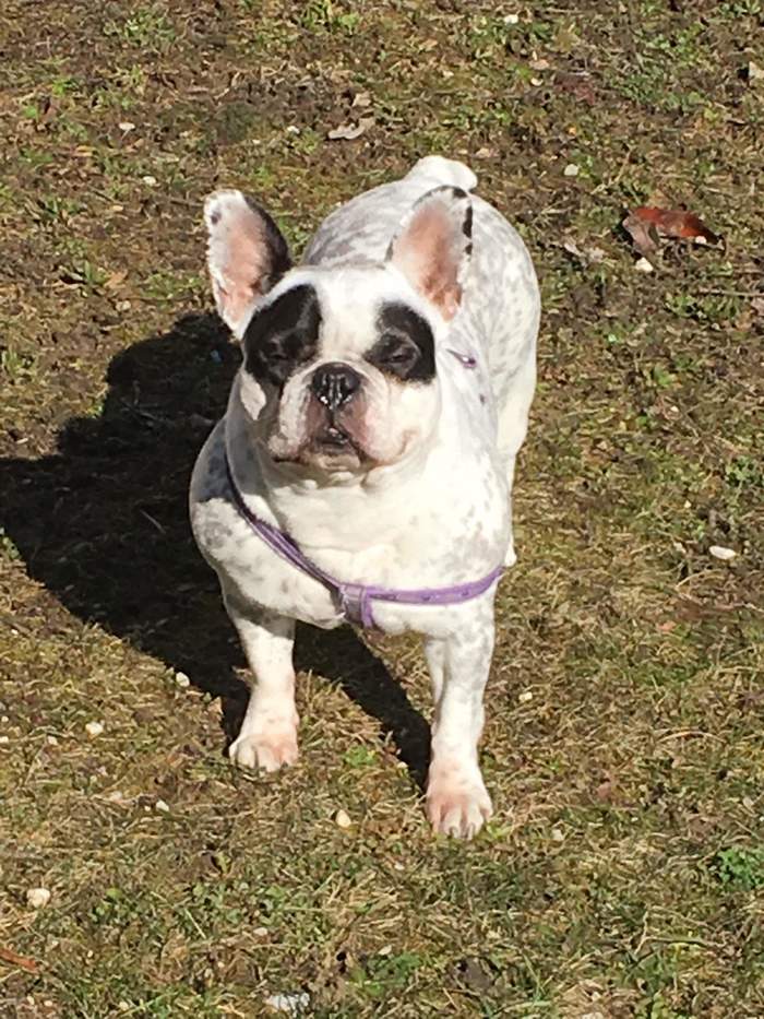 Sun. - Heat, Dog, French Bulldog, , , How to live