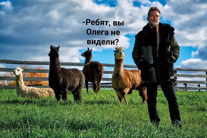 Olezha - Humor, Subtle humor, In the animal world, Longpost, Alpaca, Sheepskin