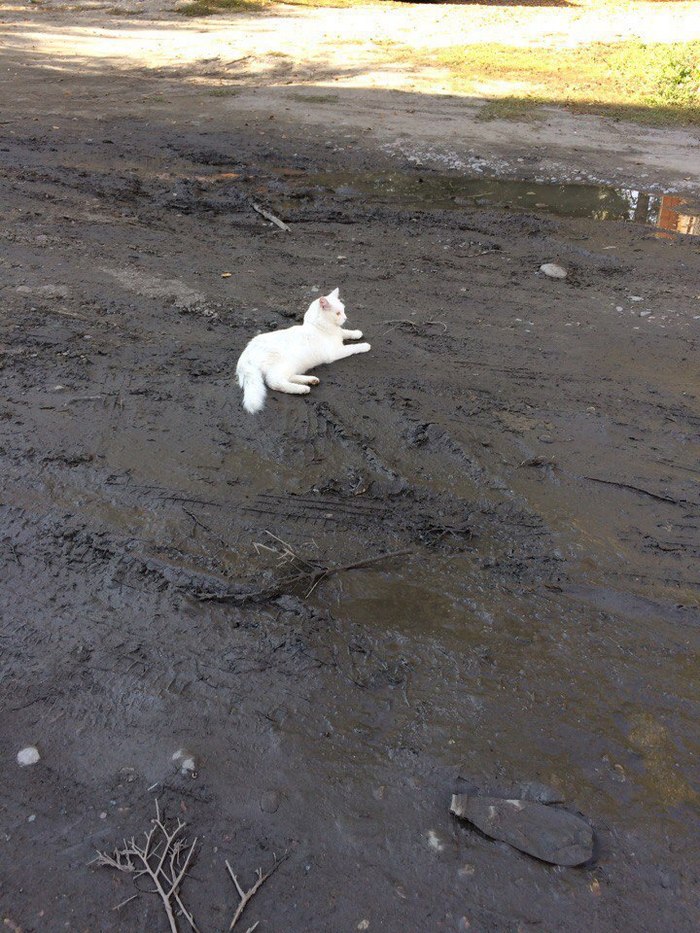 When I returned to my old job... - cat, Dirt, Work, Pets