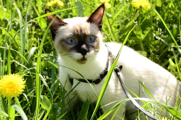 Юм-Юм впервые на прогулке. Девушке 9 месяцев.