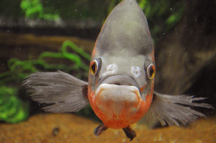 Красная пиранья.