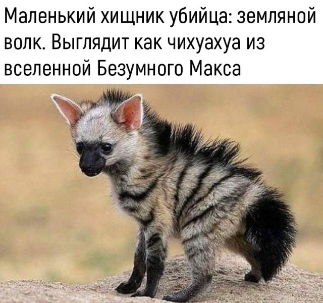 cutie - Crazy Max, Young, Picture with text, Aardwolf