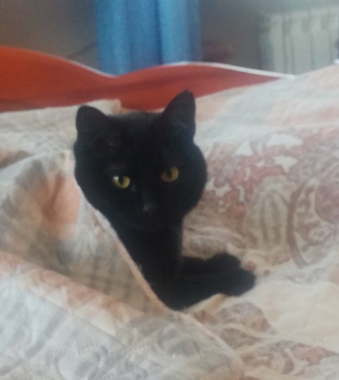 Укрывашки))