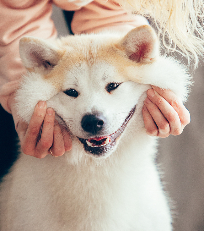 Business on the bones: Siberian built the production of sweets for animals - Akita inu, Dog, Siberia, Novosibirsk, Business, Yummy, Entrepreneurship, Longpost