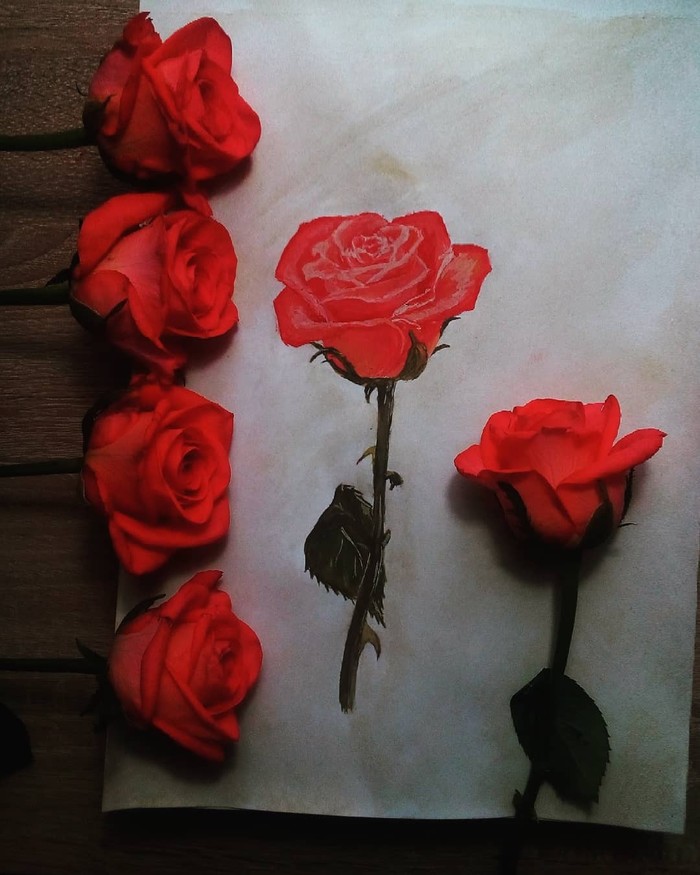 Red rose - My, the Rose, Drawing, Gouache, Valentine's Day, Flowers, Longpost