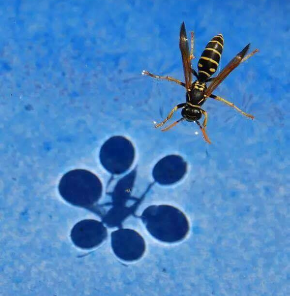 Surface tension - Nature, The photo, Wasp, Water, Surface tension