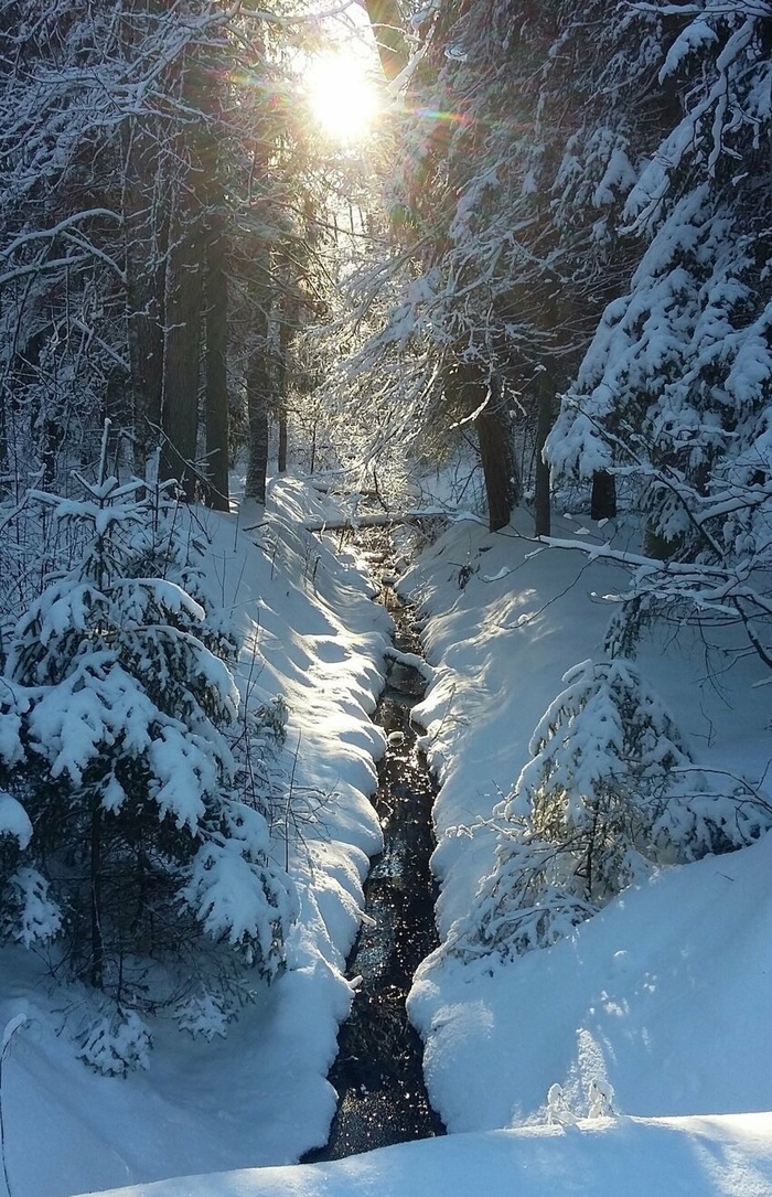 Лесной ручей - Лес, Ручей, Снег