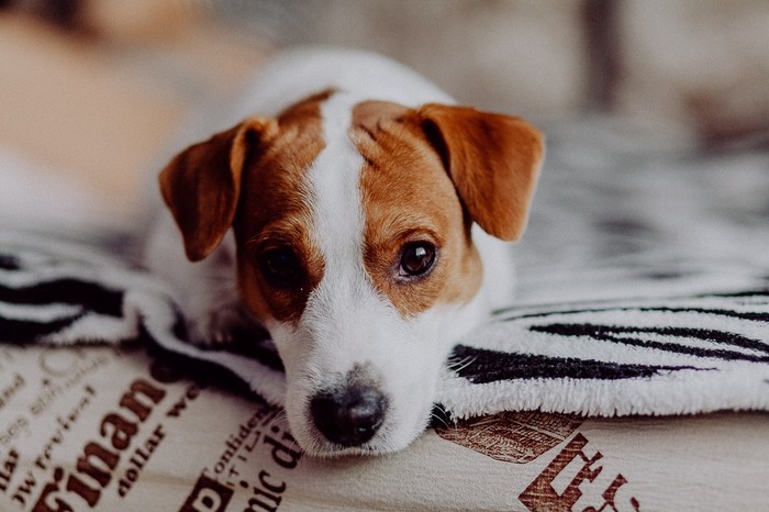 Patrick - My, Canon, 85mm, Dog