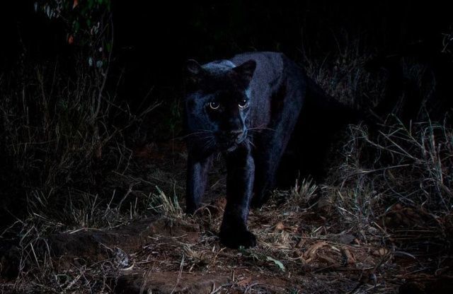 Photograph of a black leopard for the first time in 100 years - Longpost, The photo, Nature, Interesting, Leopard, Kenya, Black Panther