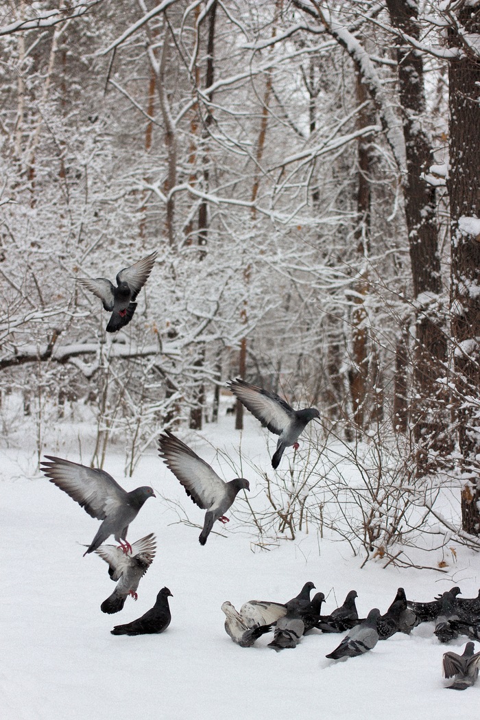 pigeon party - My, Nature, Birds, Town, Winter, Landscape, Snow, Pigeon, Longpost, beauty