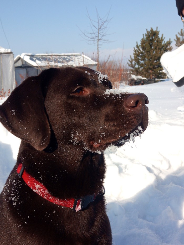 Does it smell like spring? - Labrador, Spring, Village, Dog