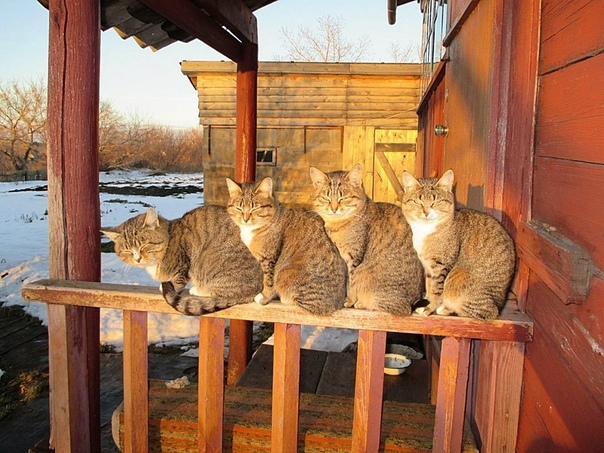 A brigade of minke whales is waiting at home - cat, Pets, Waited