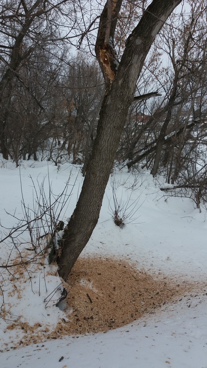 Beware, evil dude! - My, Beavers, Woodpeckers