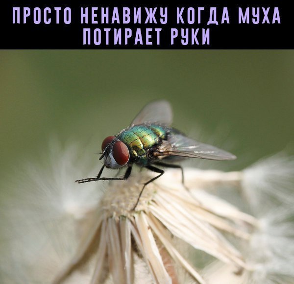 Fly - Муха, 