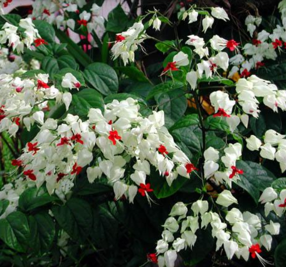 Комнатный цветок с красными и белыми цветами фото и названия