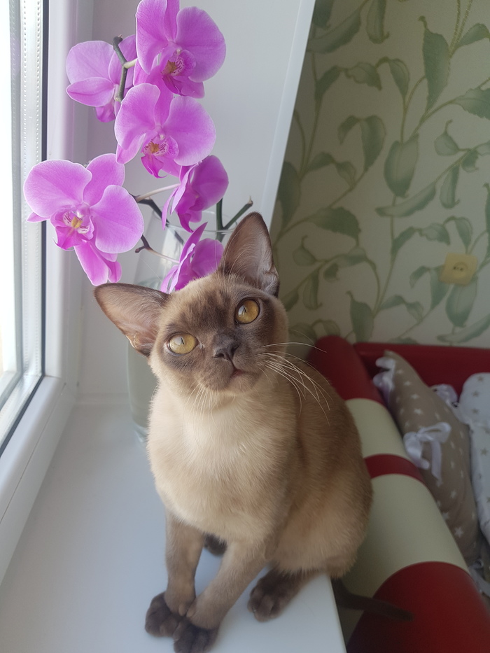 European Burma - My, Longpost, Burmese, European Burma, Kittens, GIF, cat