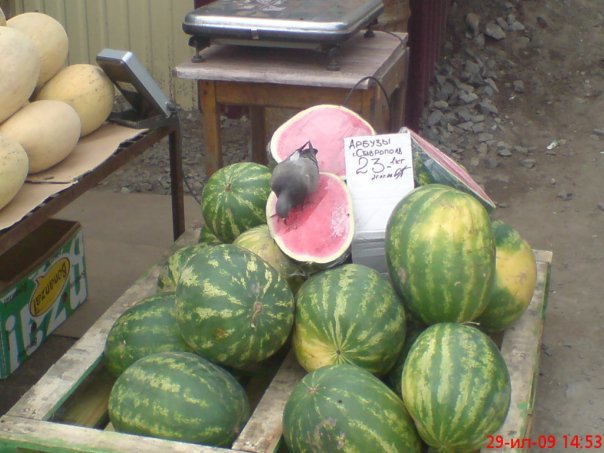 Checking Watermelon - My, Pigeon, Watermelon