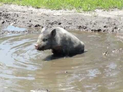 Свинья и сад