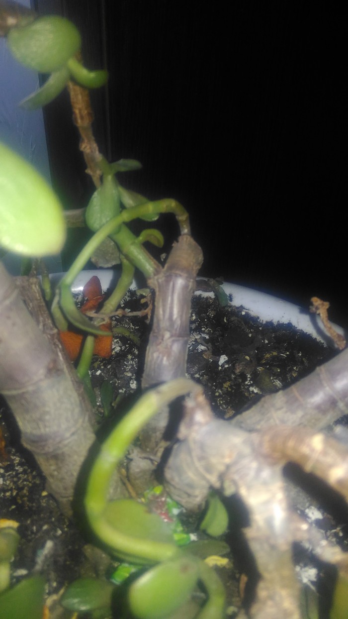 Community of amateur gardeners, tell me what to do, please! - NSFW, My, Crassula, Care, Help, Longpost, Plants