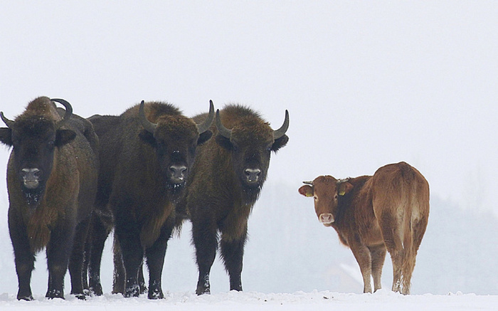 Burenka ran away from people to mighty bison and is very happy - Animals, Bison, Cow, Poland, In the animal world, Longpost