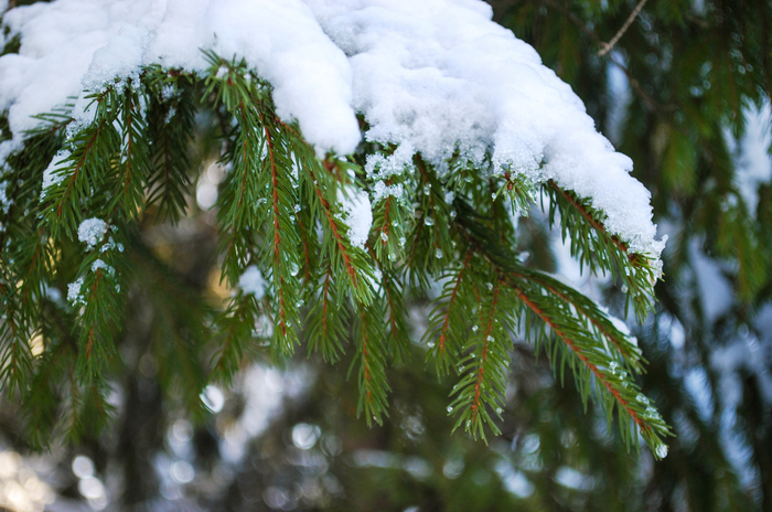 Spring is coming! - My, The photo, Winter, , The nature of Russia