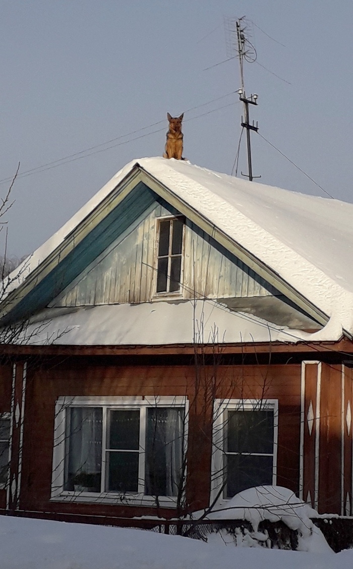 Meanwhile in Kotelnich - Dog, Kotelnich, Kirov region, The photo, Roof, Snow