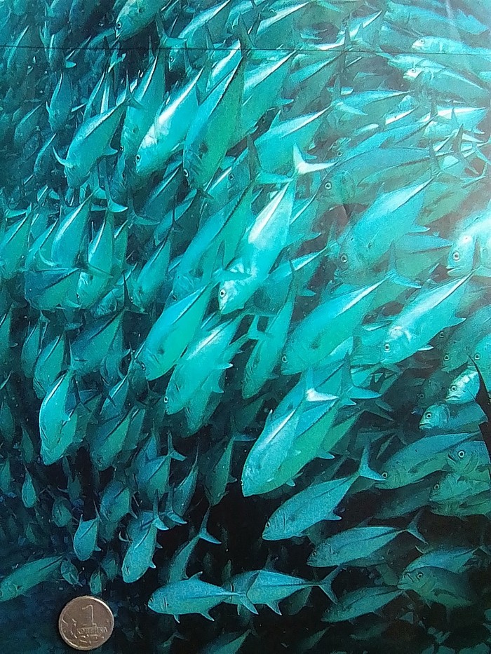 Океан возможностей...