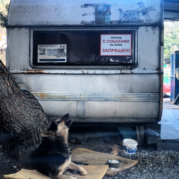 The unbearable cruelty of life - My, Dog, Being, Photo on sneaker